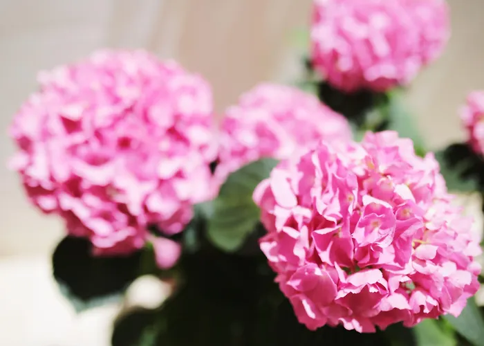 Tamarix 4* Виньерац