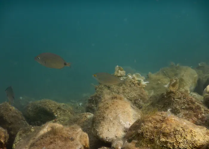 Tamarix 4* Виньерац